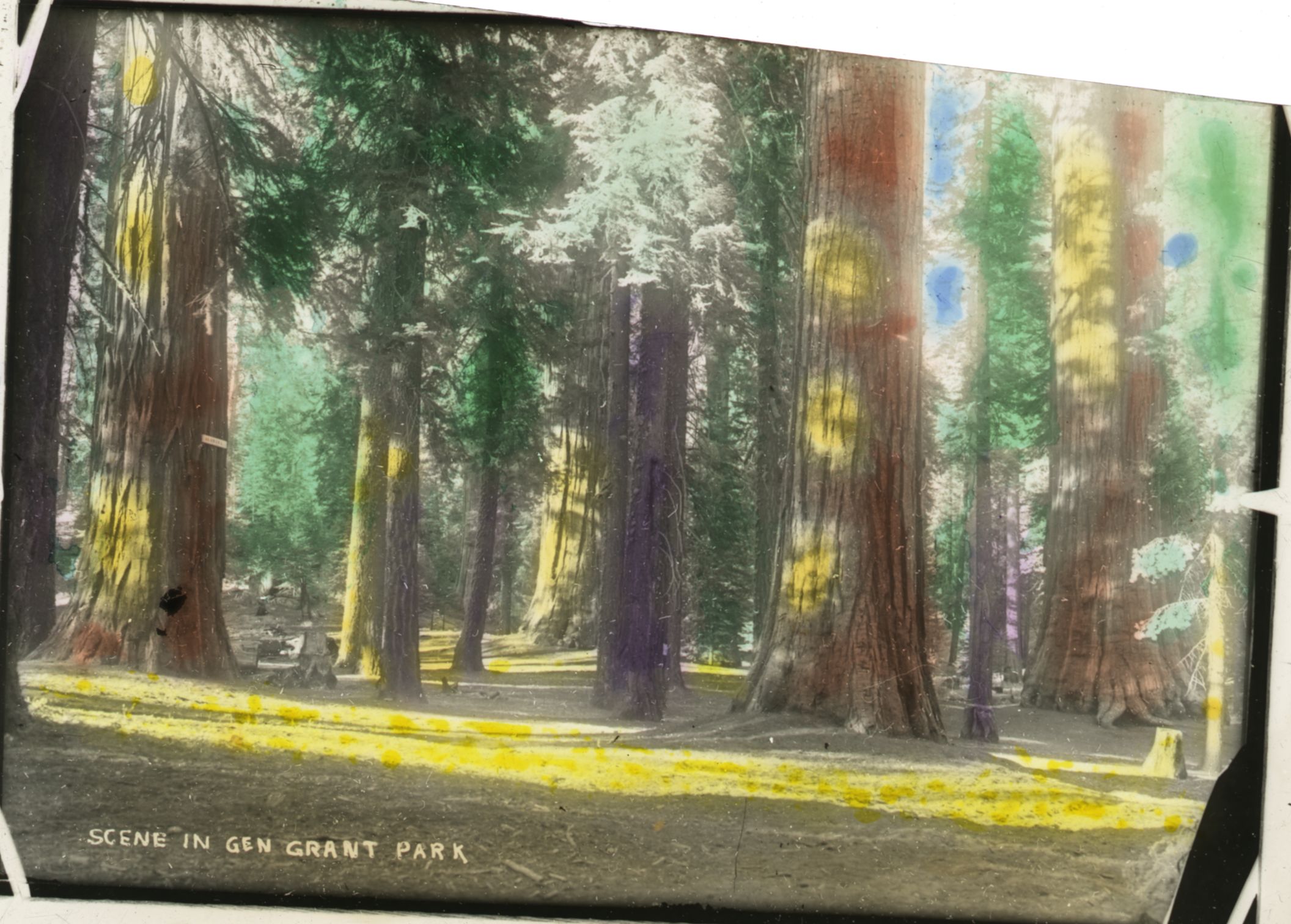 SEKI Roberts Collection Series: 1 Glass Plates; 1 Small glass plates; 13 Sequoias