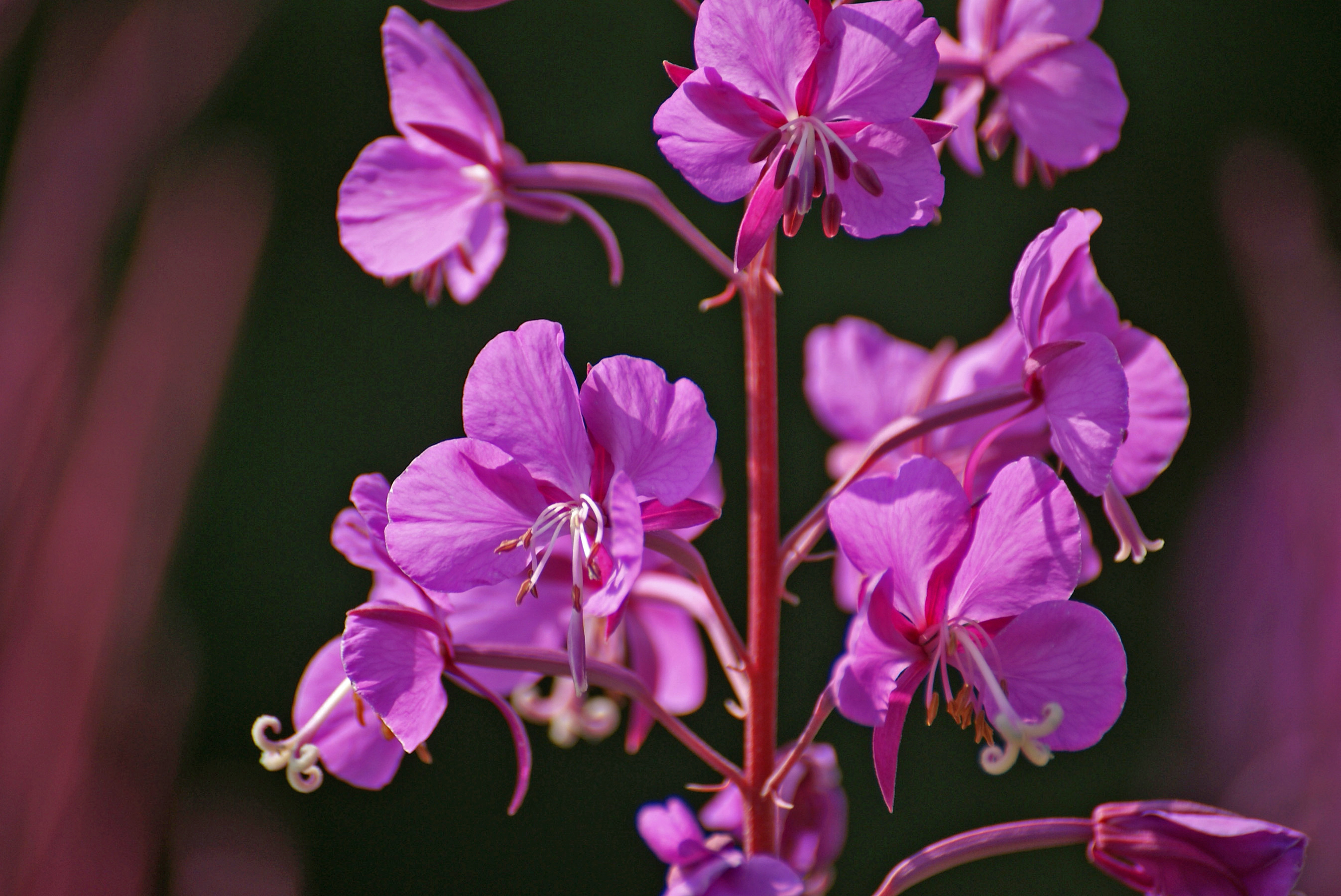 What Are Some Flowers Found in the Taiga?