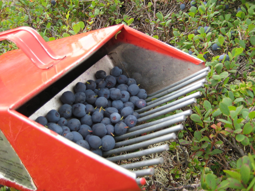blueberry rake