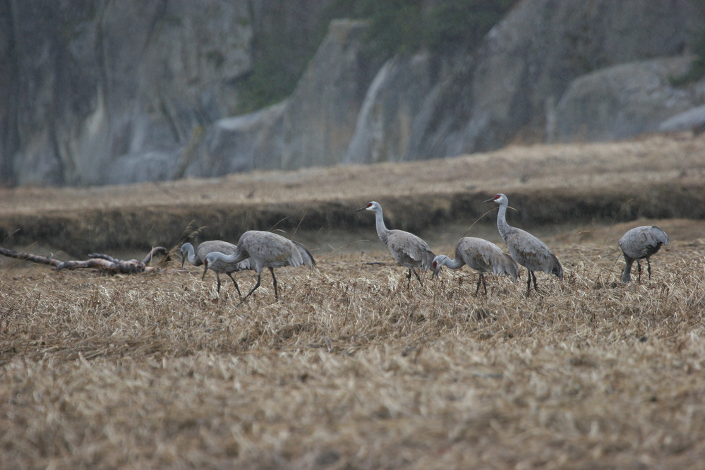 Sandhill Crane (U.S. National Park Service)