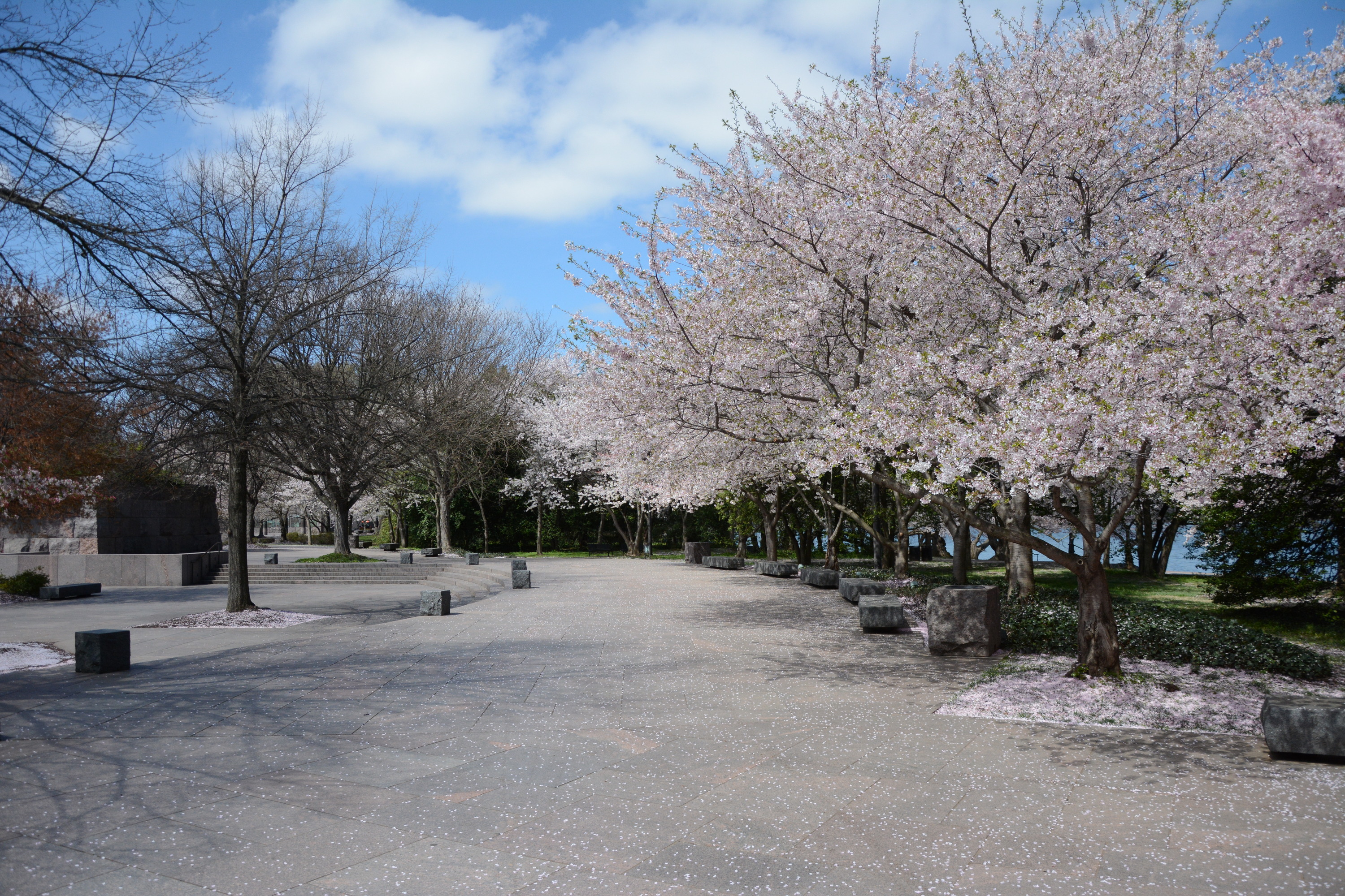 Cherry Blossom Trees Ashitaka Athletic Park Stock Photo 641545090