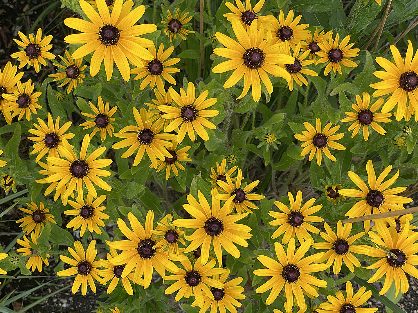 Jamaica Bay Wildflowers - Gateway National Recreation Area (. National  Park Service)