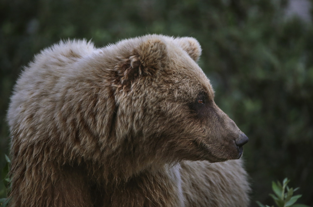 grizzly bear head side view