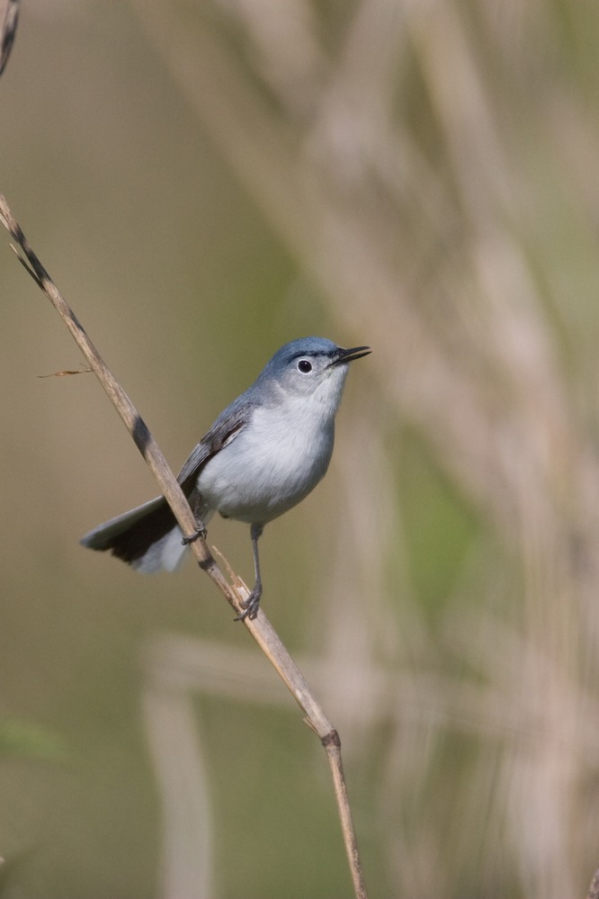 Blue Gray Gnatcatcher Bird Facts  Polioptila caerulea - A-Z Animals