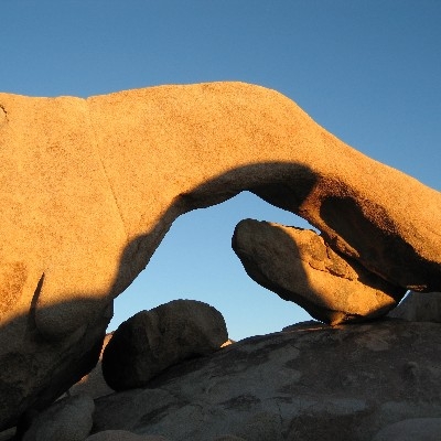 Joshua Tree National Park - Nolina - PICRYL - Public Domain Media Search  Engine Public Domain Image