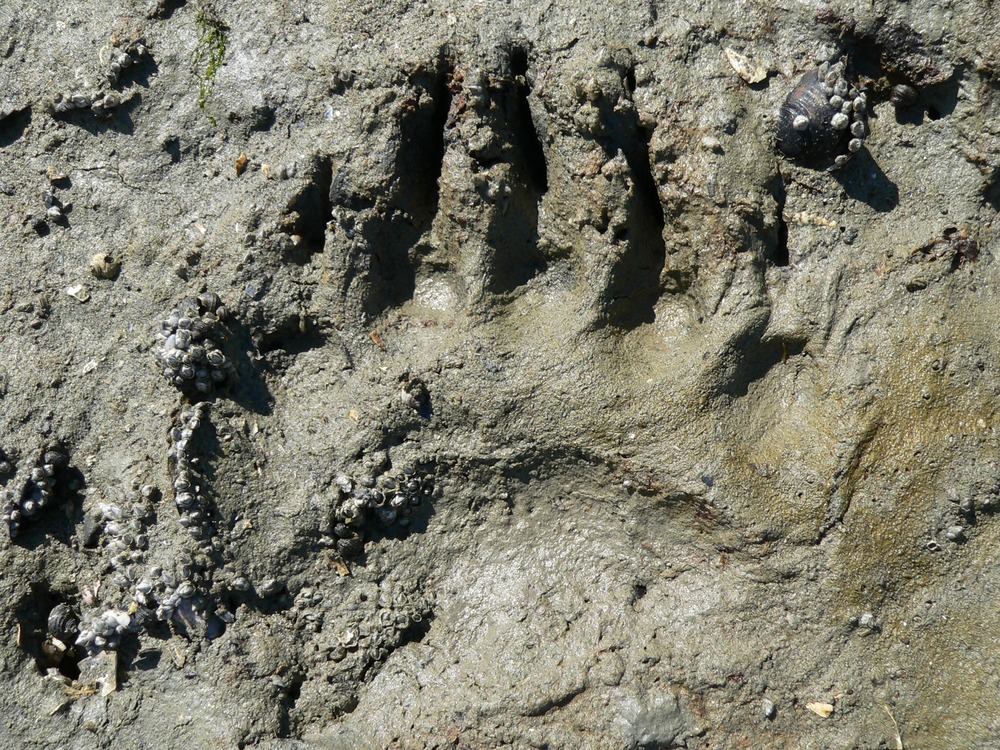 bear tracks in dirt