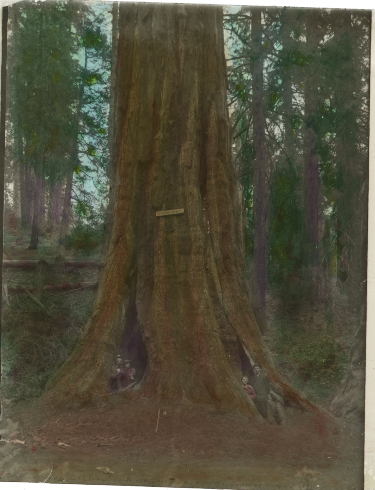 SEKI Roberts Collection Series: 1 Glass Plates; 1 Small glass plates; 13 Sequoias