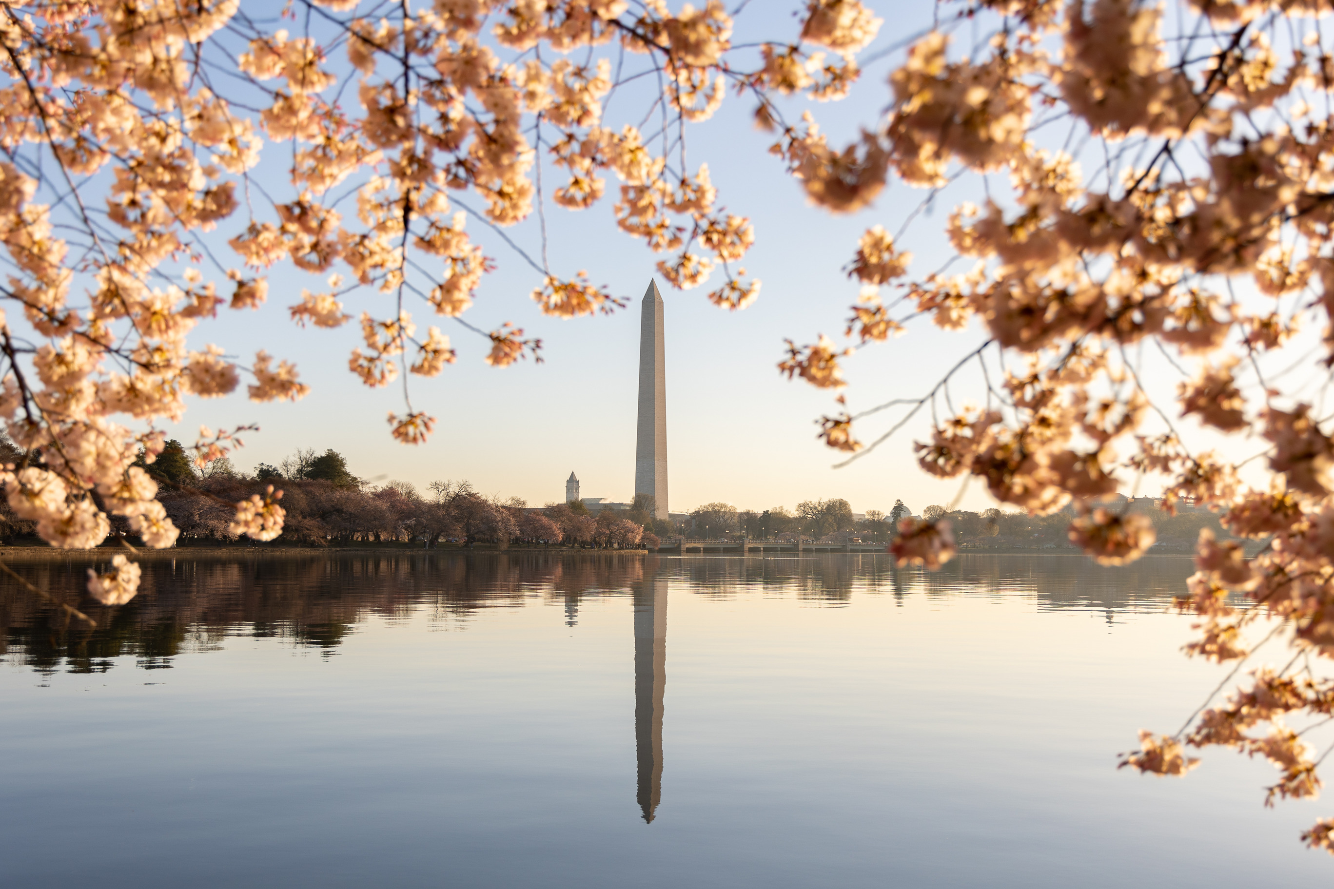 Cherry Blossom Trees Ashitaka Athletic Park Stock Photo 641545090