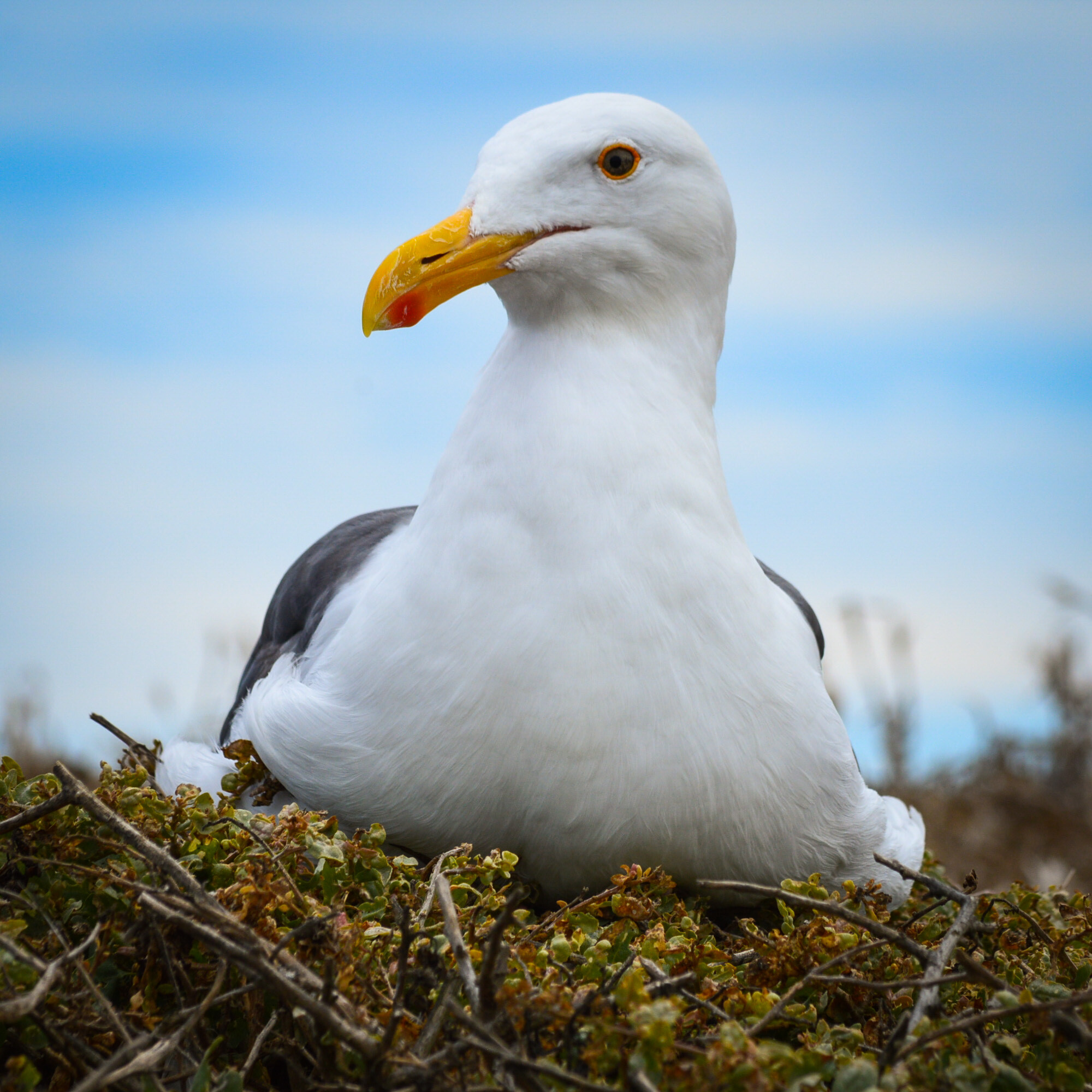 San diego gulls hi-res stock photography and images - Alamy