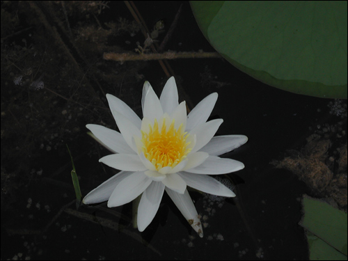 Nymphaea odorata