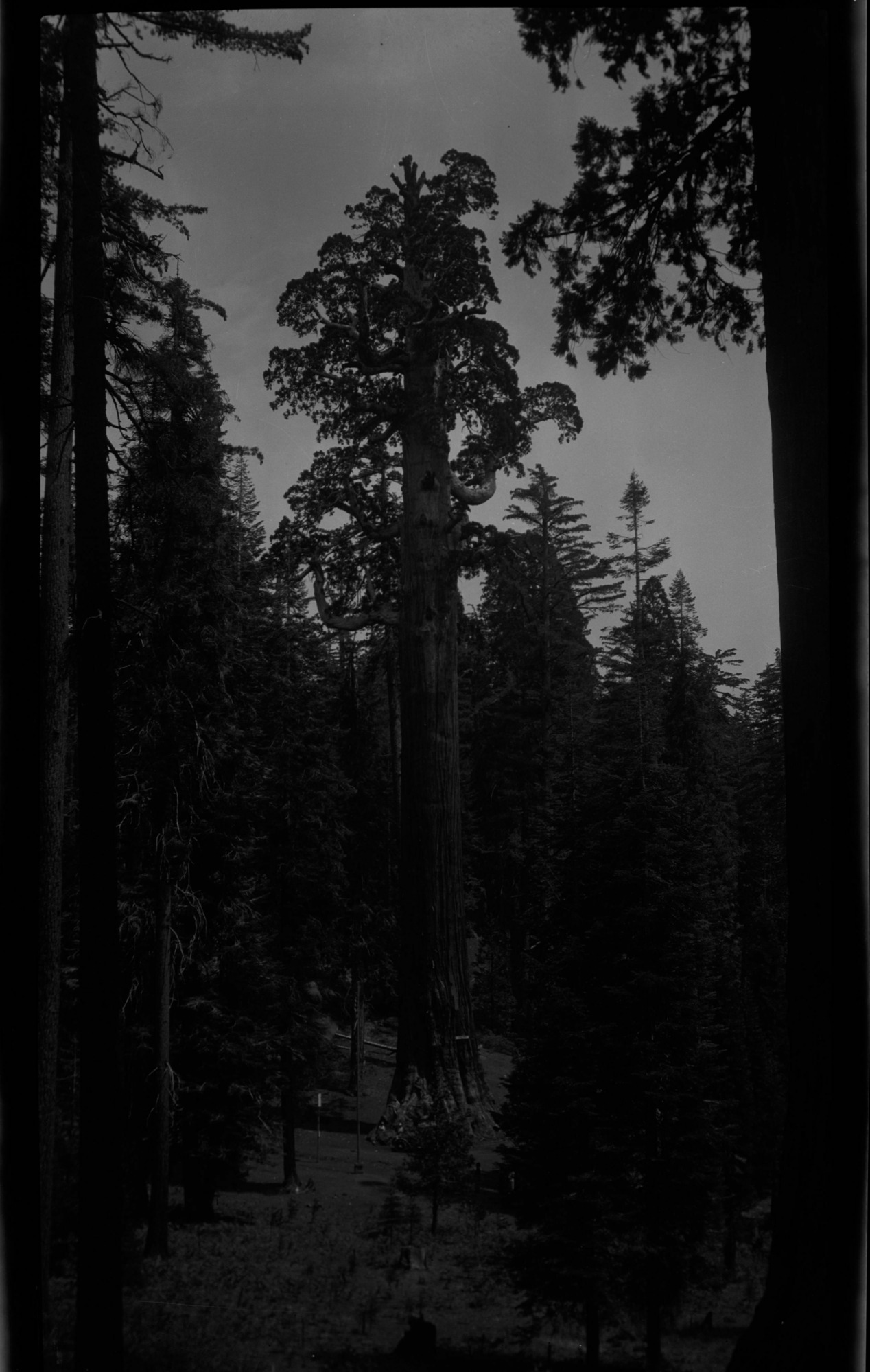 SEKI Roberts Collection Series: 2 Negatives; 13 Sequoias