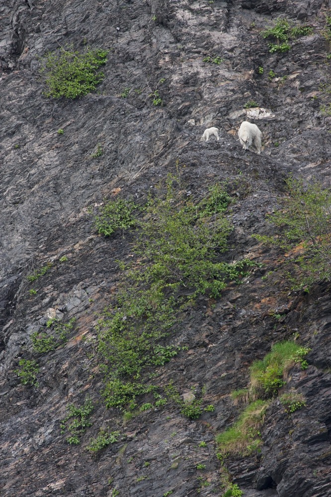 Mountain Goat - Oreamnos Americanus - Kenai Fjords National Park (U.S.  National Park Service)