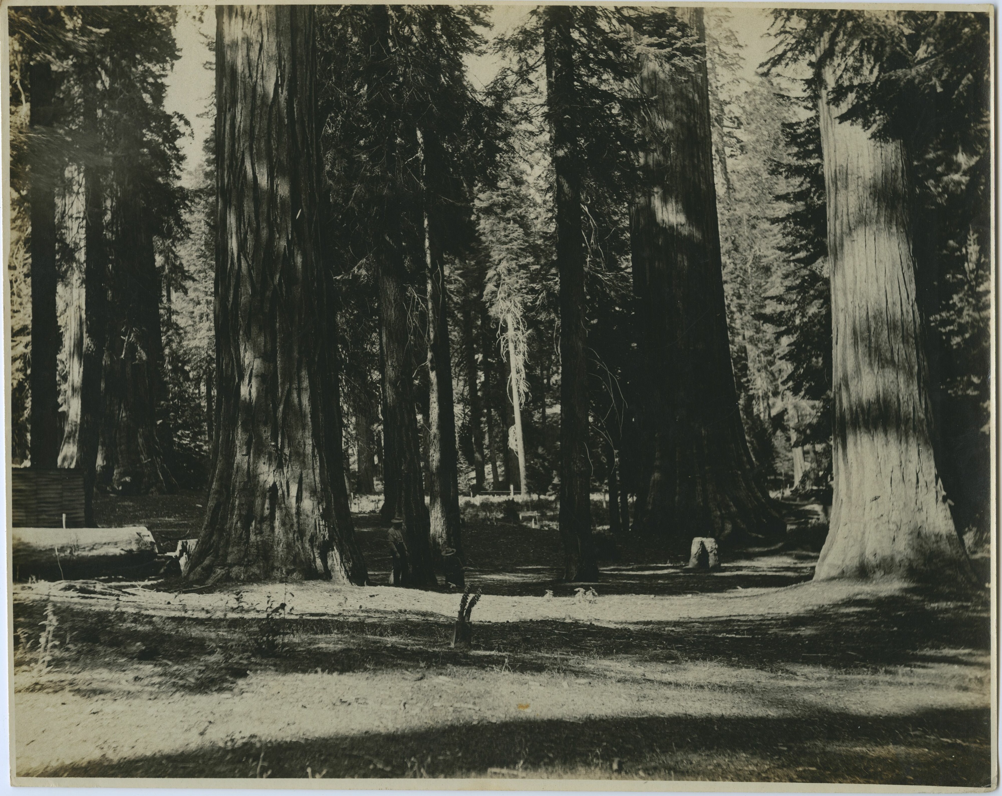 SEKI Roberts Collection Series: 3 Prints; 2 Medium; 13 Sequoias