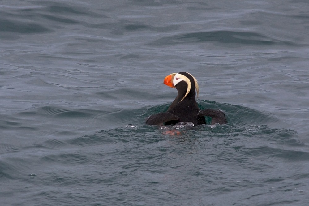 Horned and tufted puffin photos from Alaska's coast.