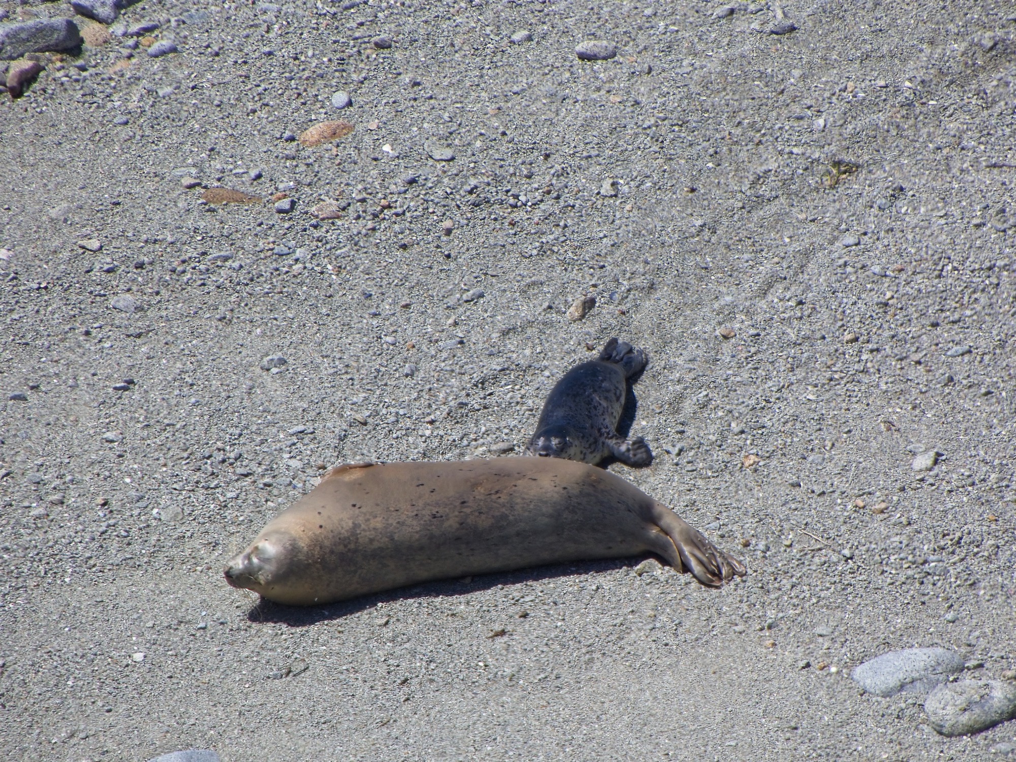 Year-Round Closure To Protect Sea Lions 