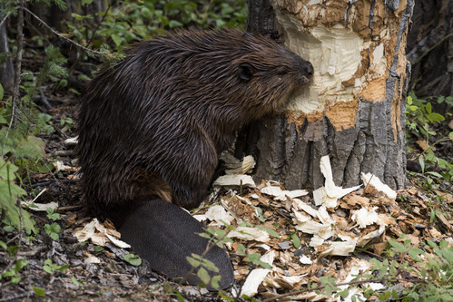 beaver eating tree