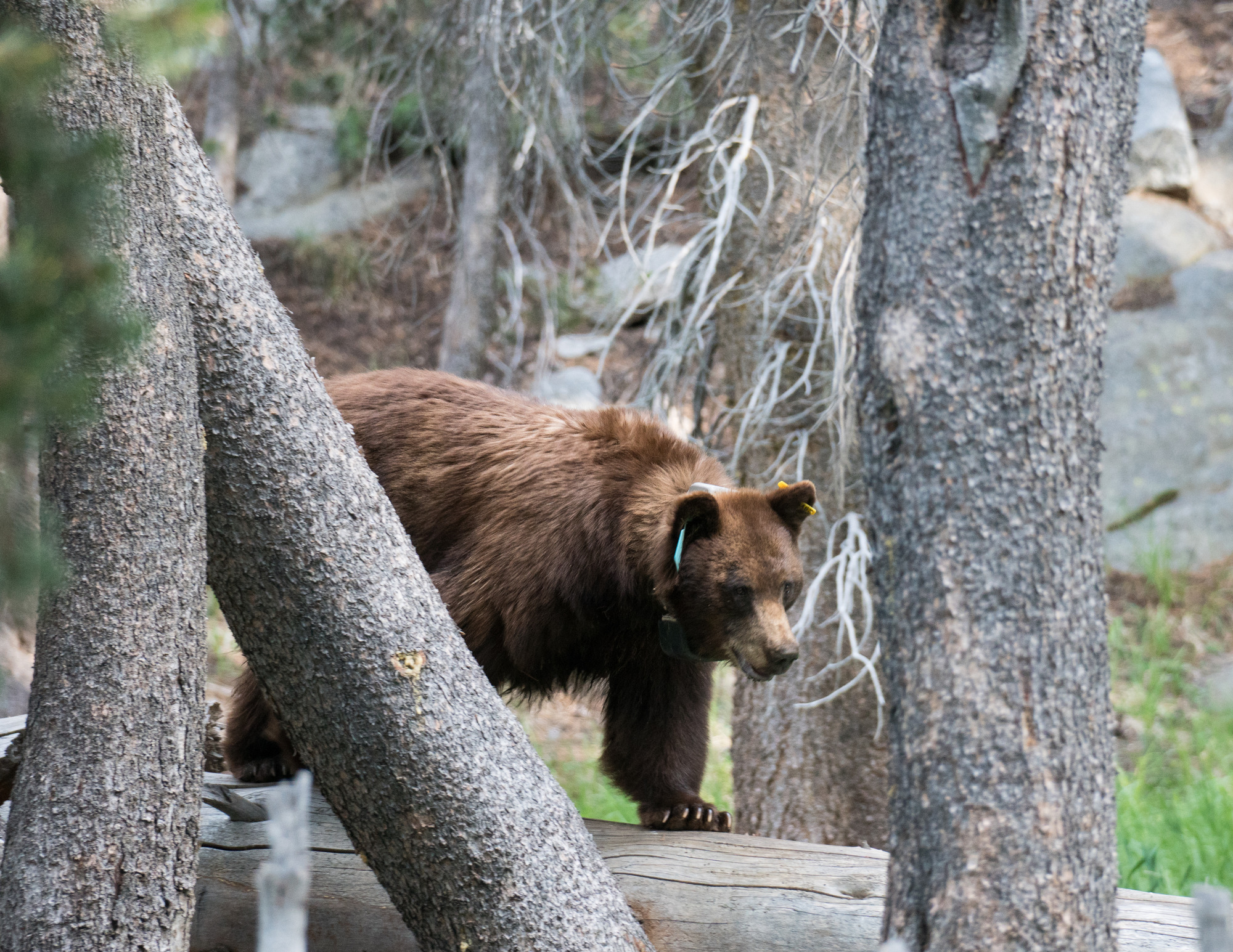 Brown Bears - Bears (U.S. National Park Service)