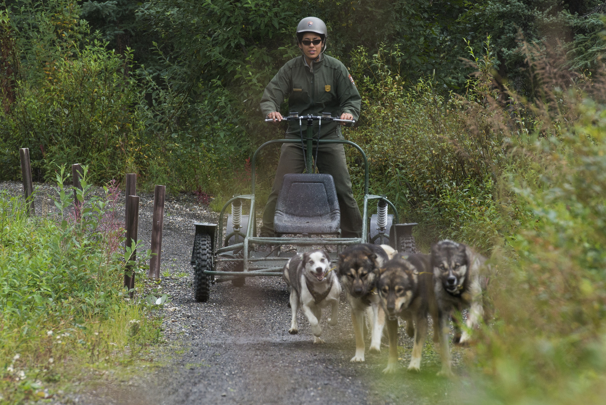 Working Like a Dog: See How Pups Help Park Rangers in These 12 Unusual Jobs  · National Parks Conservation Association