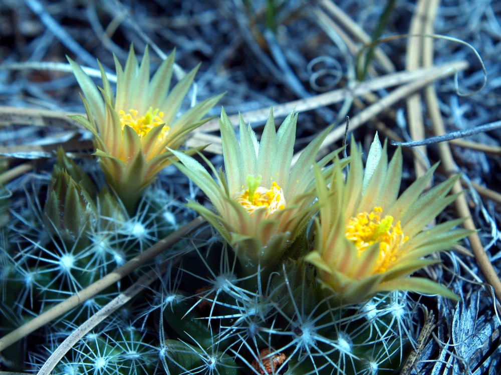 Missouri Pincushion - Colorado National Monument (U.S. National