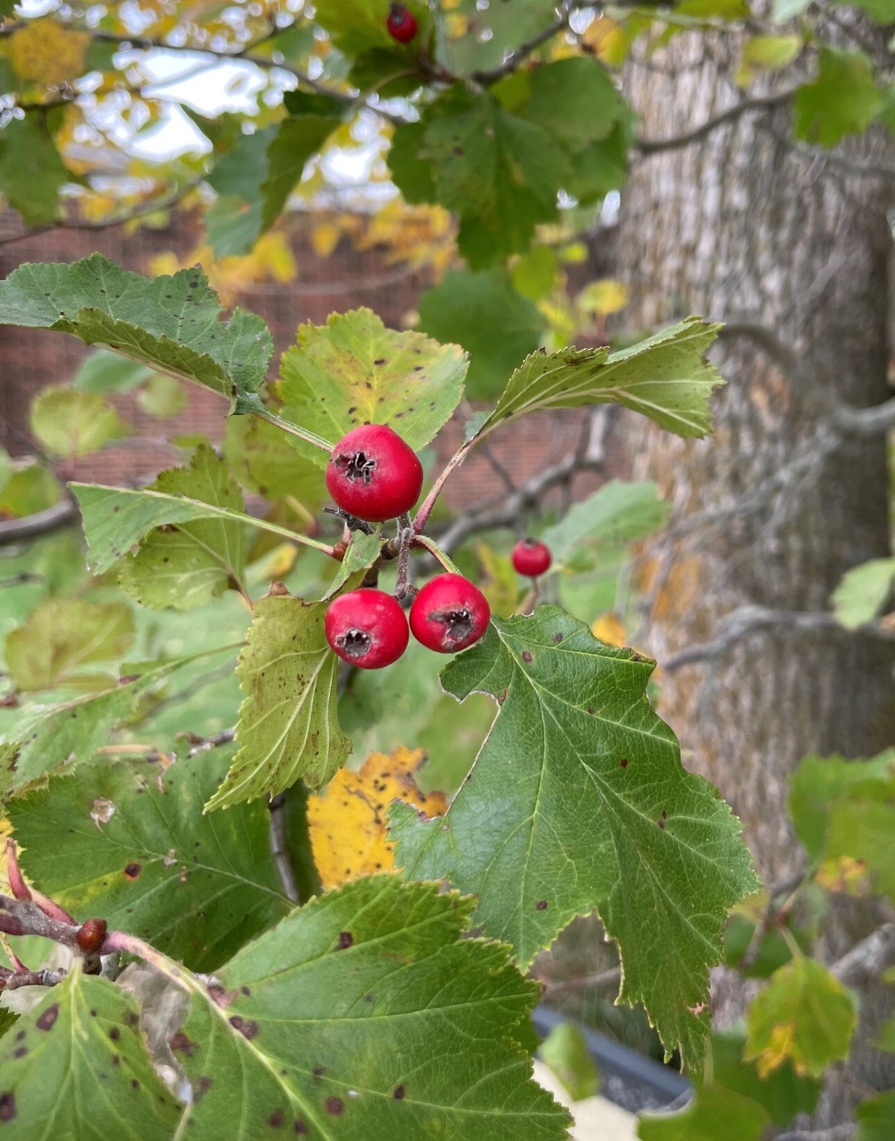 White berries with red stems? Found in Kettle Moraine State Park