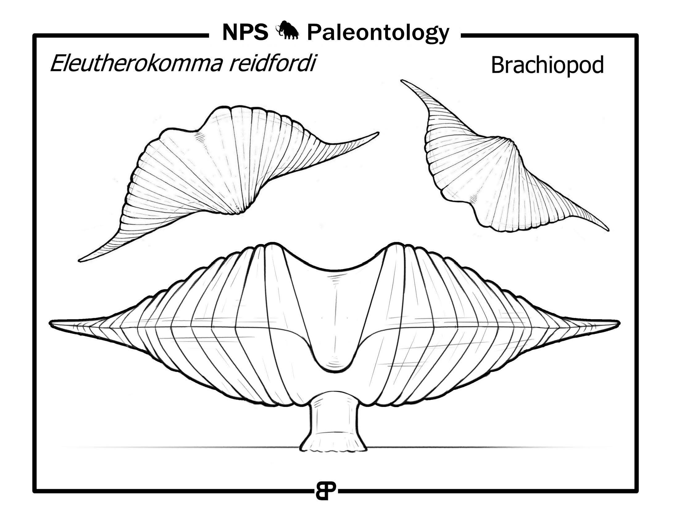 brachiopod drawing