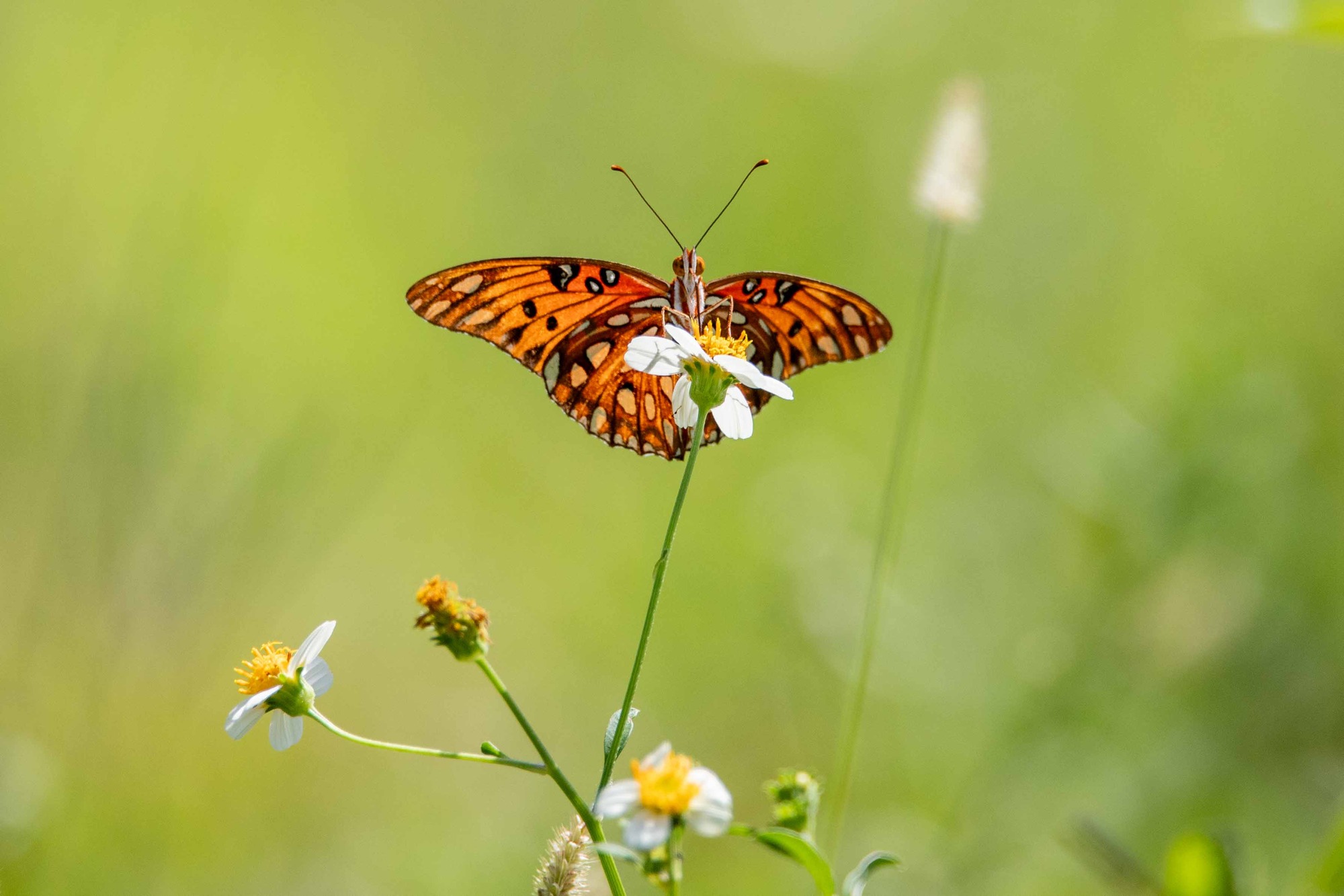 Monarch Butterflies - Fire Island National Seashore (U.S. National Park  Service)