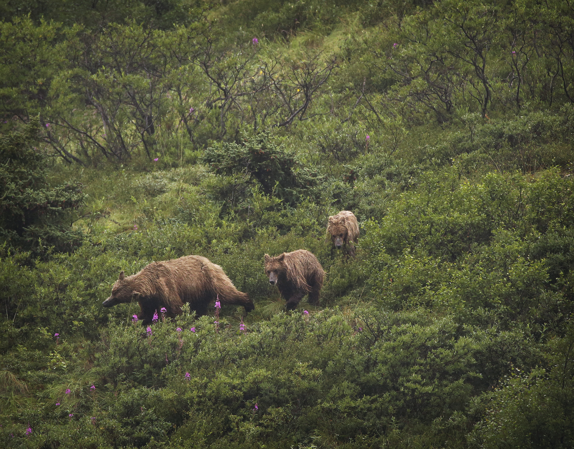 Hillside Cubs