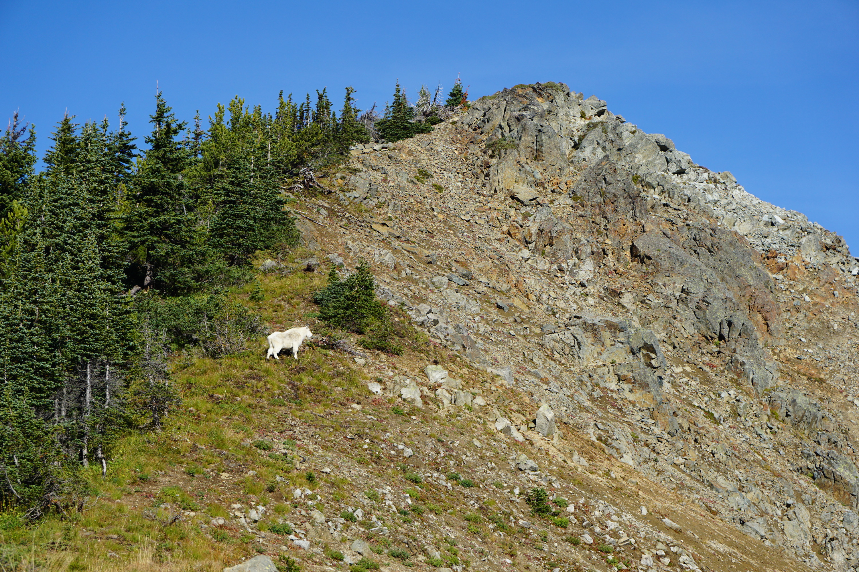 3 Easy Hikes in Mount Rainier National Park — Hiking for Donuts