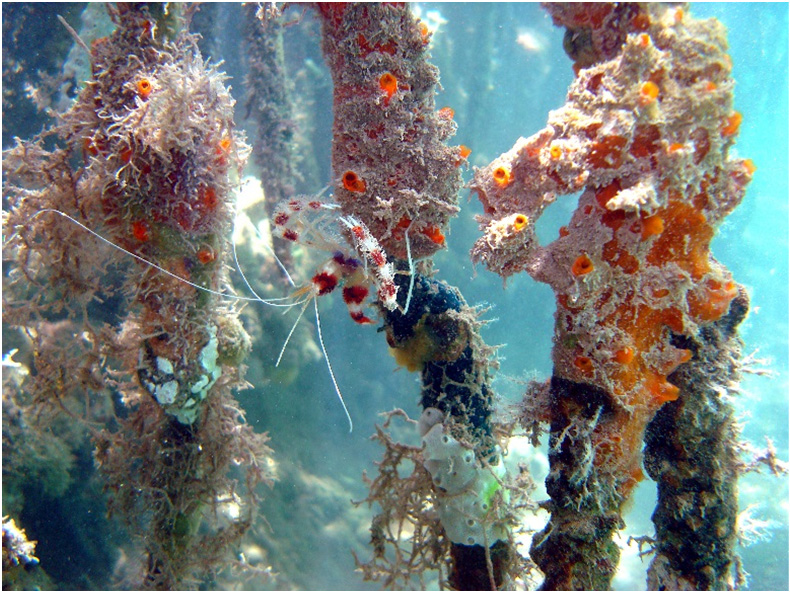 Coral Reefs at the Crossroads