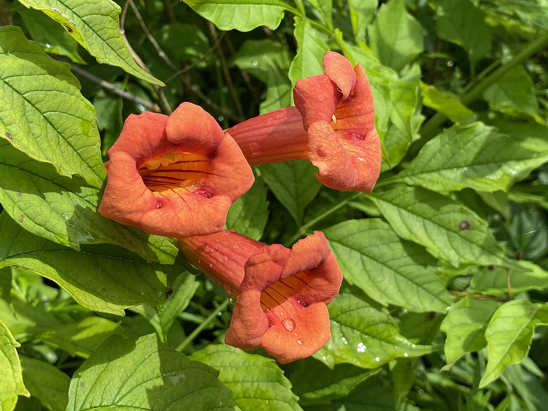 Trumpet creeper (Campsis radicans) is native from Pennsylvania and New