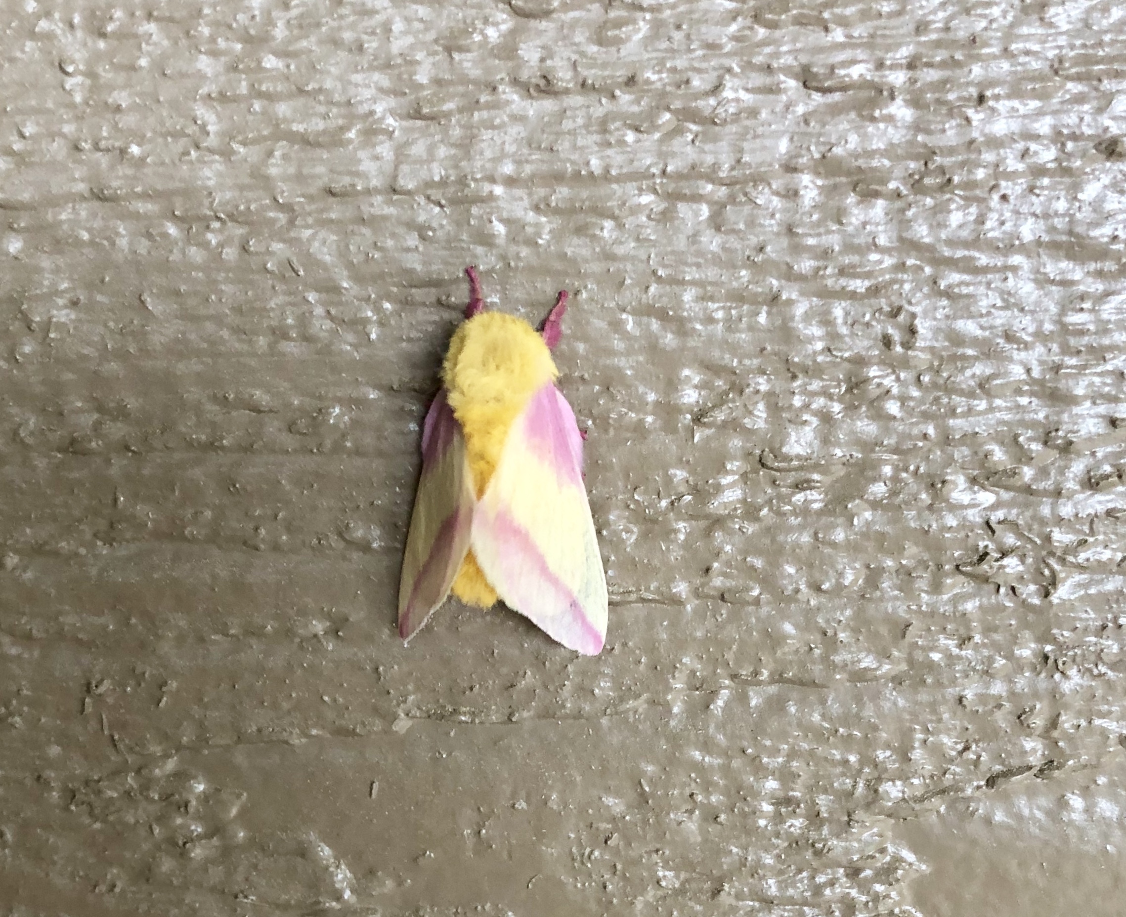 Maryland Native Wildlife: Rosy Maple Moth (Dryocampa rubicunda)