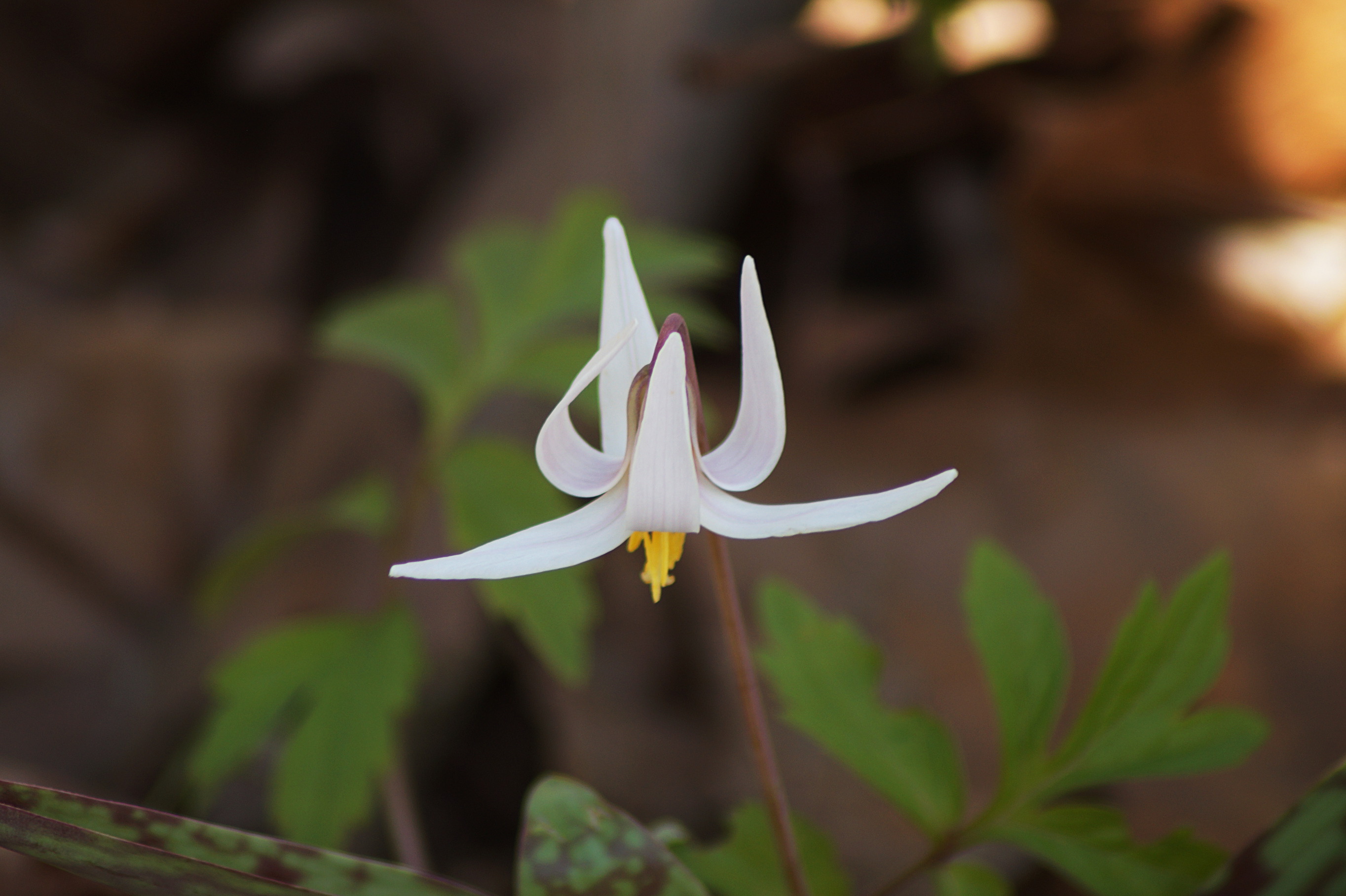 Trout Lily – Hiker's Notebook