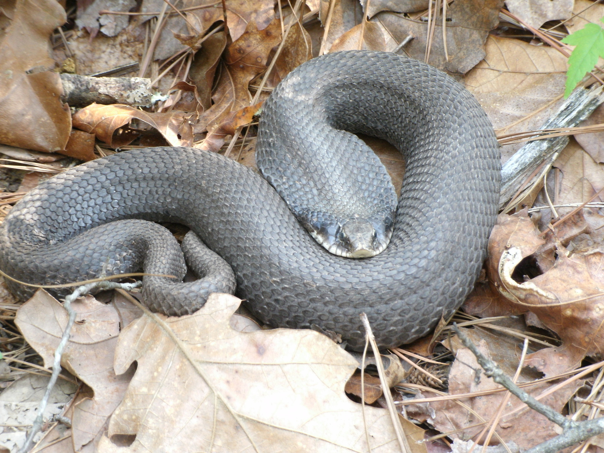Coiled Grass Snake playing dead by lying upside down with