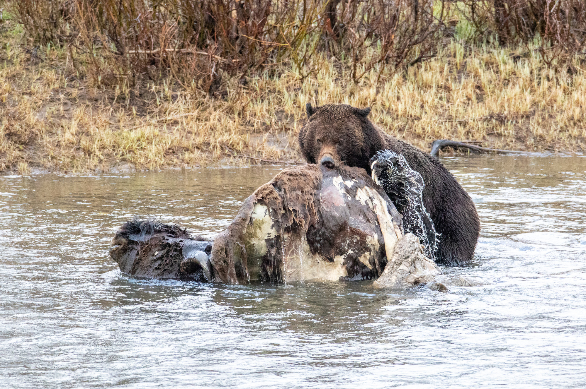 Grizzly Bears - Yellowstone National Park (U.S. National Park Service)