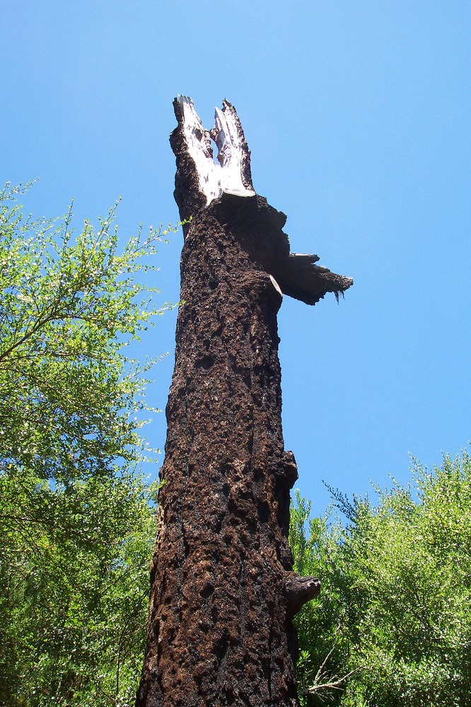 douglas fir tree bark