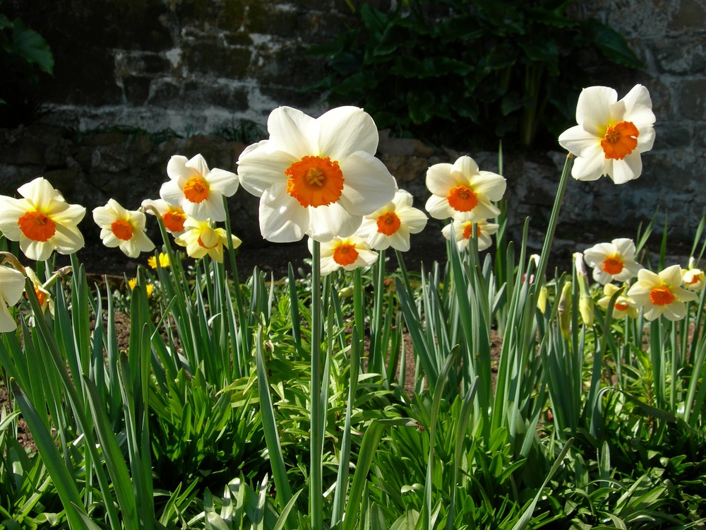 File:BLW Narcissus.jpg - Wikimedia Commons