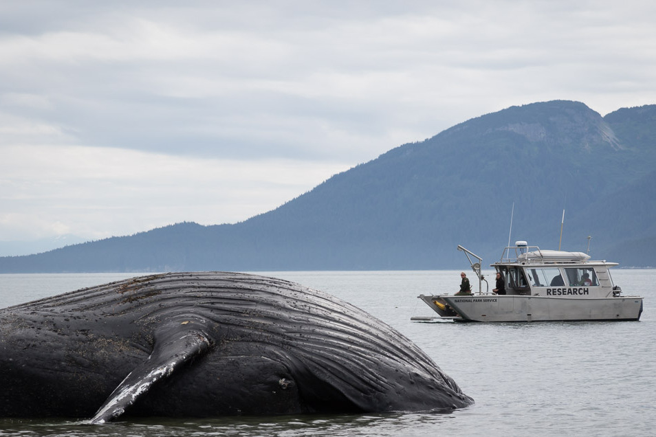 Whale 68: Articulation Phase I - Glacier Bay National Park & Preserve (U.S.  National Park Service)