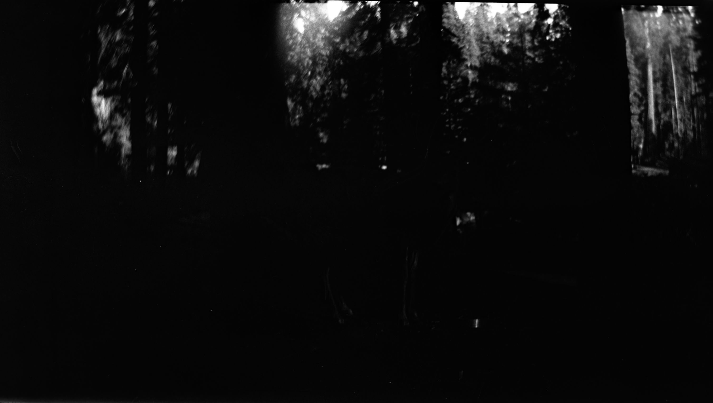 SEKI Roberts Collection Series: 2 Negatives; 3 Fauna