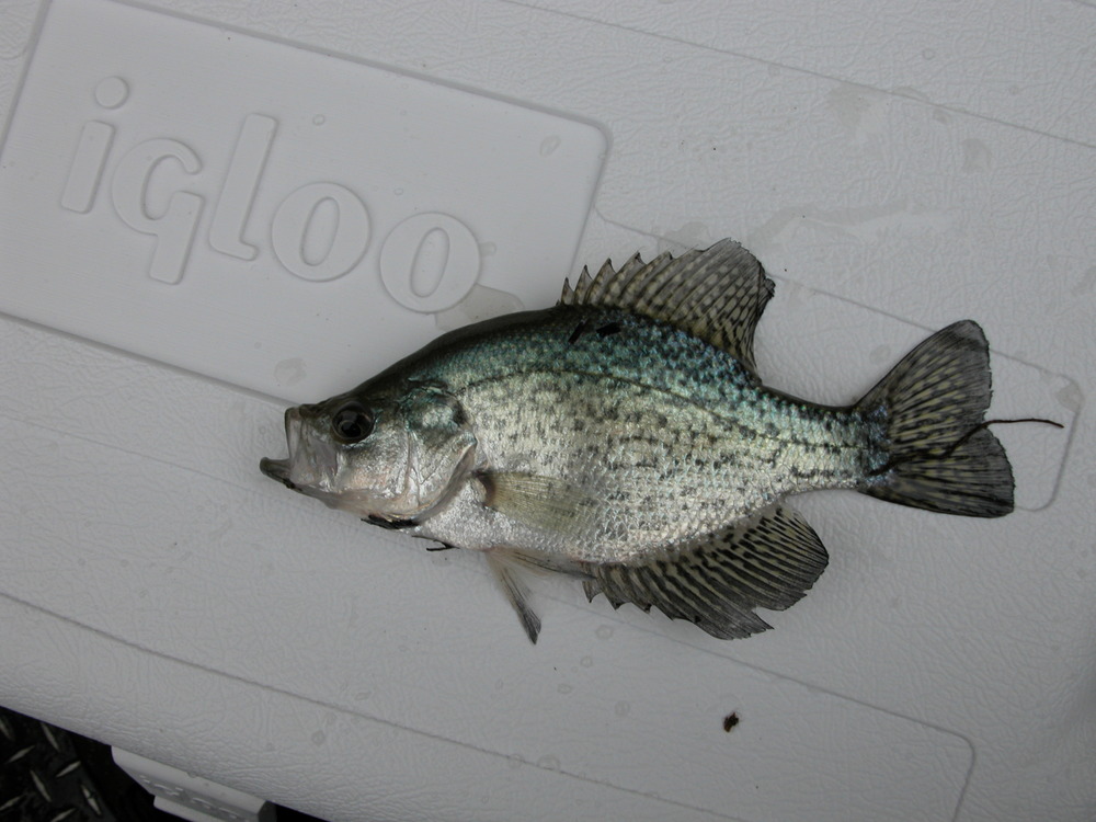 Blue Crappie