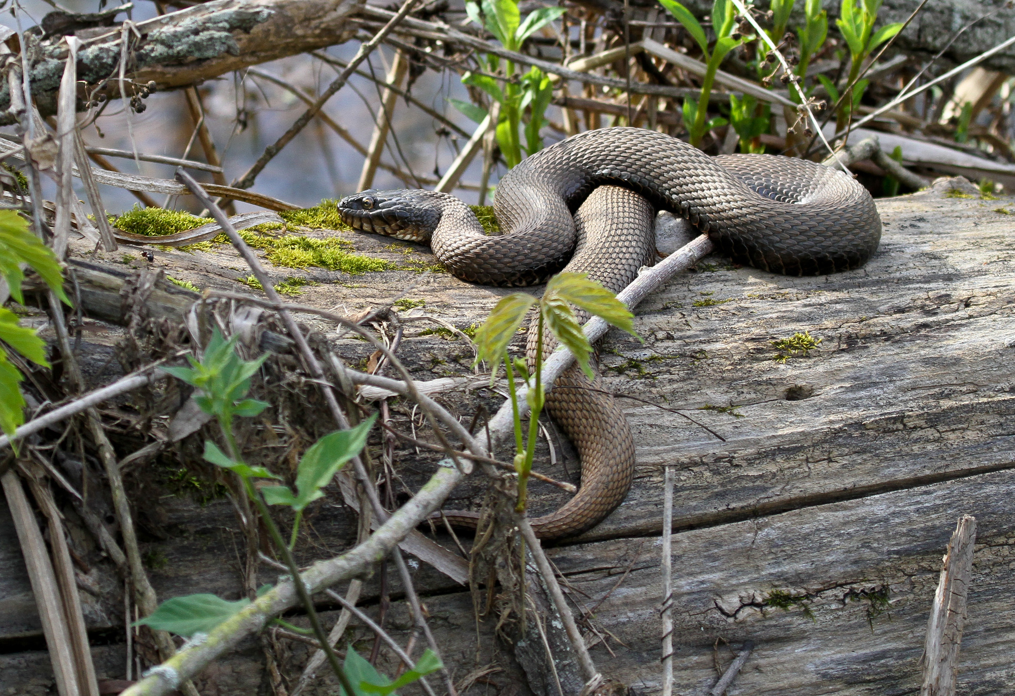black water moccasin snake