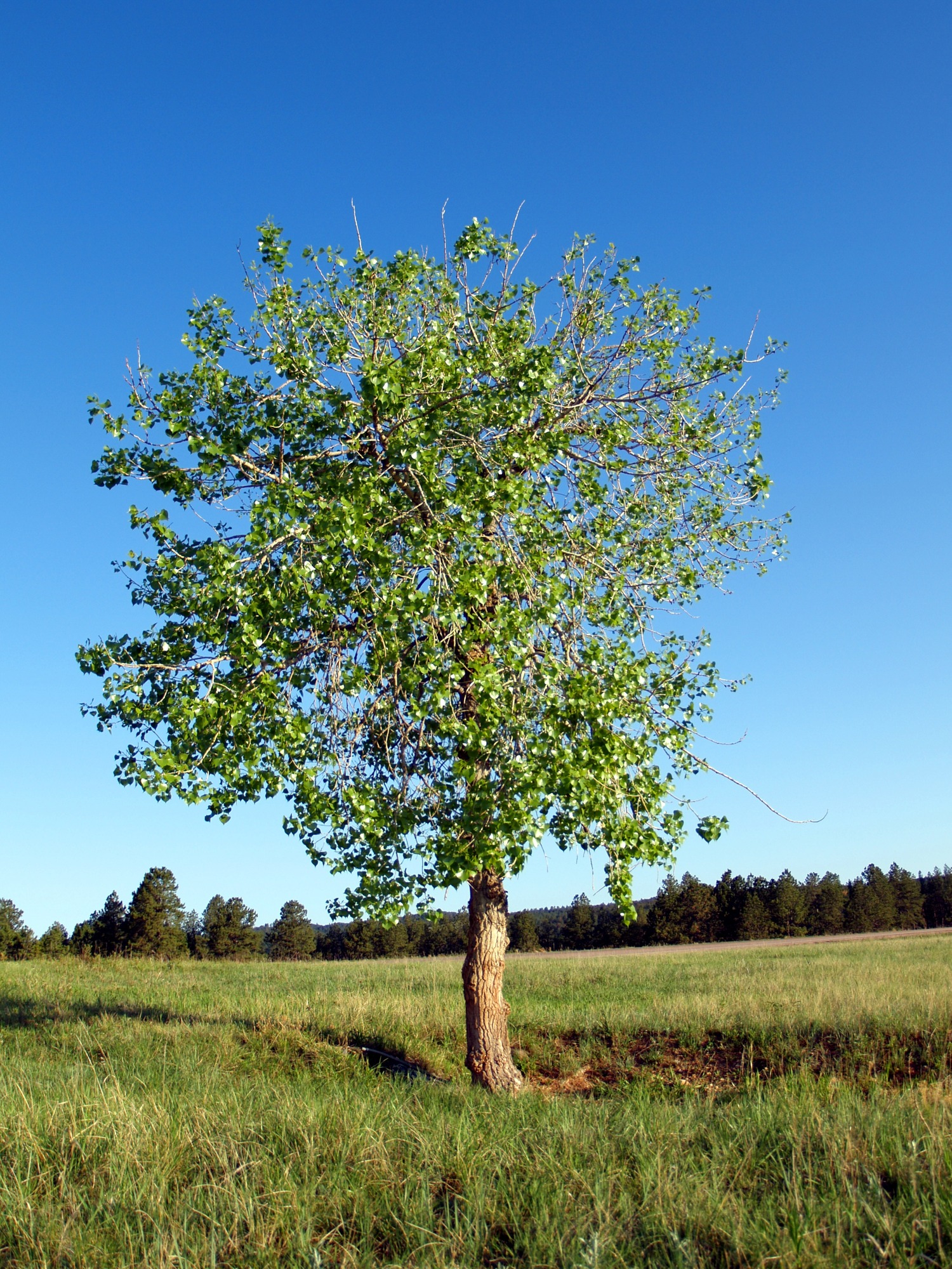 NETN Species Spotlight - Paper Birch (U.S. National Park Service)