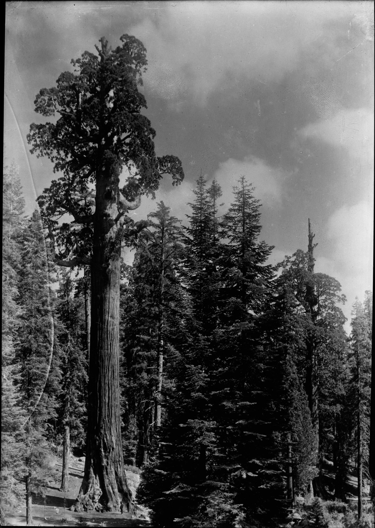 SEKI Roberts Collection Series: 2 Negatives; 13 Sequoias