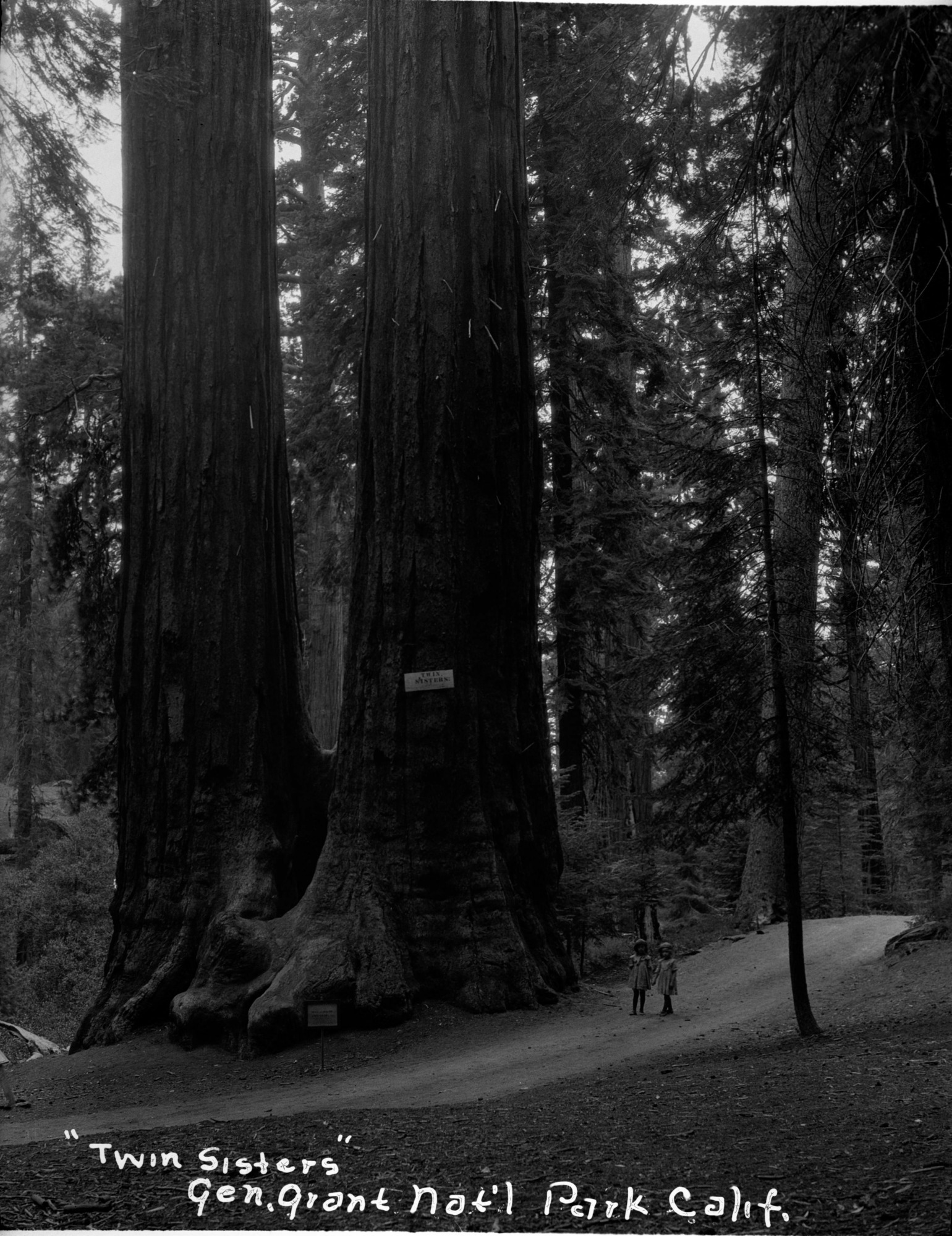 SEKI Roberts Collection Series: 2 Negatives; 13 Sequoias