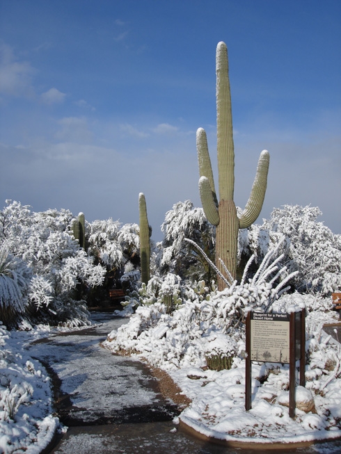 Cactus Saguaro En La Nieve Invierno Paisaje Del Desierto Foto de stock y  más banco de imágenes de Invierno - iStock
