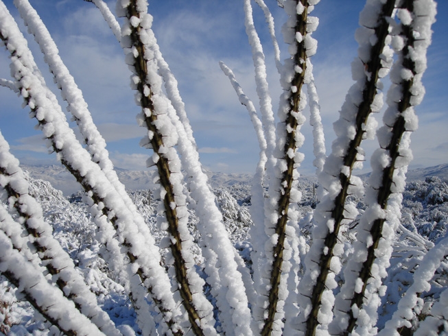 Cactus de Saguaro cubiertos de nieve Foto de stock 2273478703