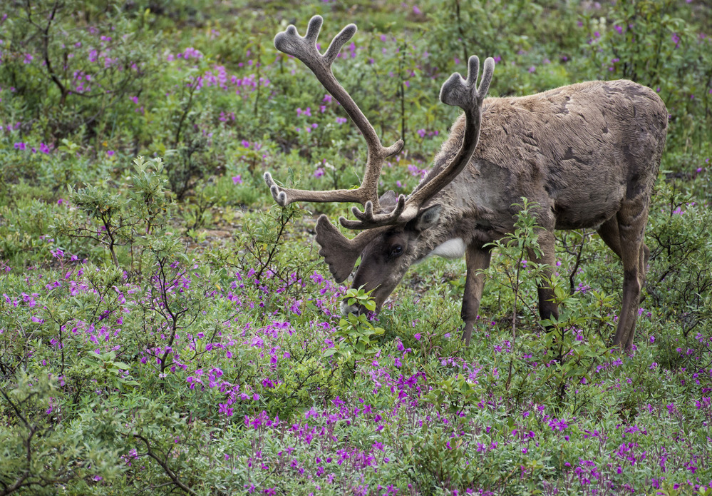 Caribou "Andorra". Caribou Ravi. Caribou одежда.