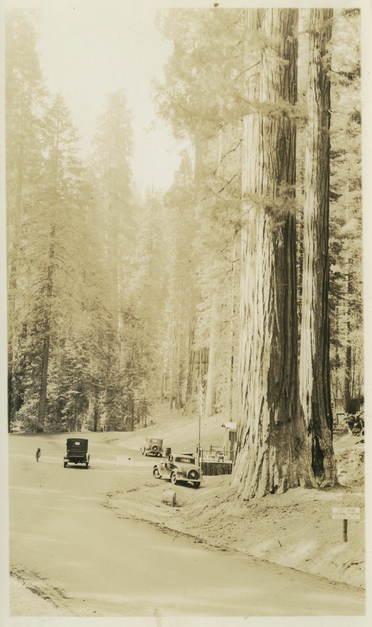 SEKI Roberts Collection Series: 3 Prints; 1 Small; 13 Sequoias