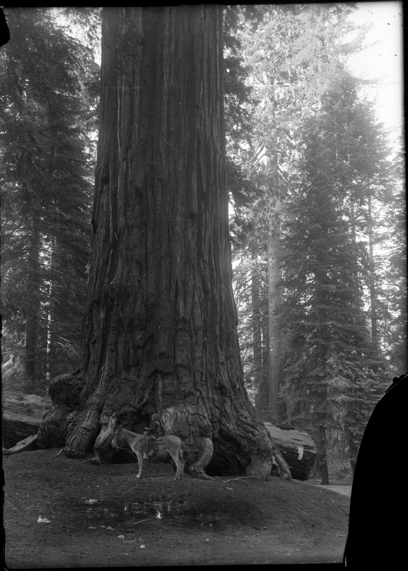 SEKI Roberts Collection Series: 1 Glass Plates; 1 Small glass plates; 13 Sequoias