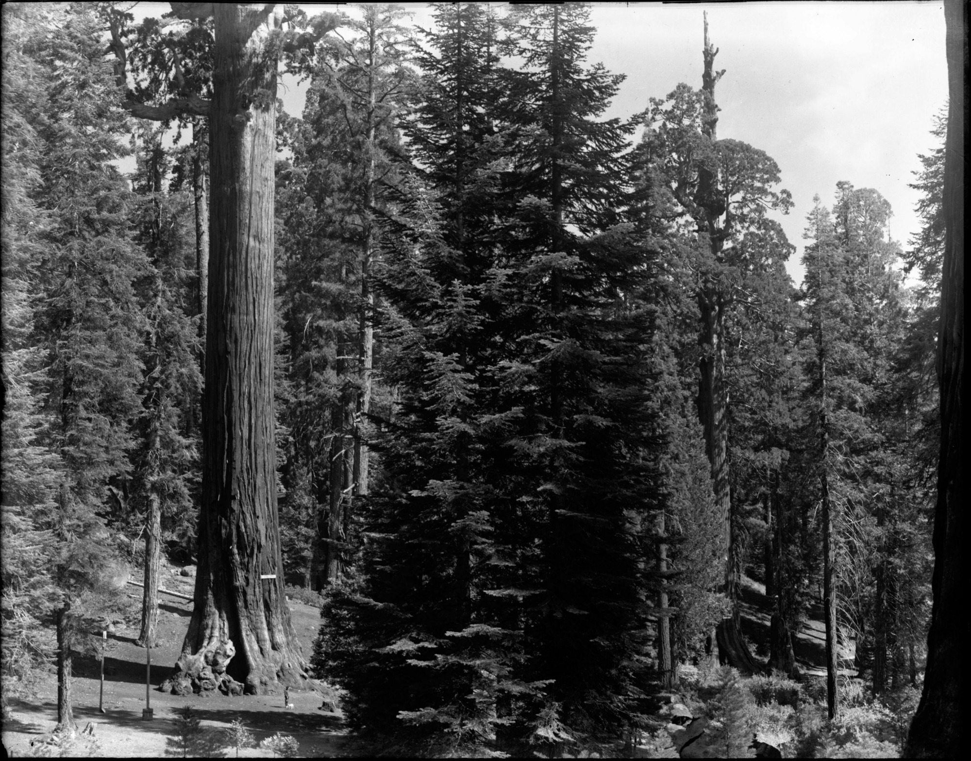 SEKI Roberts Collection Series: 1 Glass Plates; 1 Small glass plates; 13 Sequoias