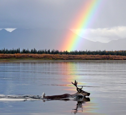 Caribou swimming through a reflection of a rainbow in sky on water surface